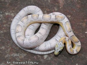 ADULT