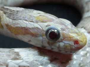 EYE