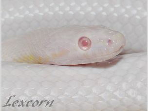 EYE