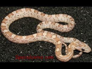 HATCHLING