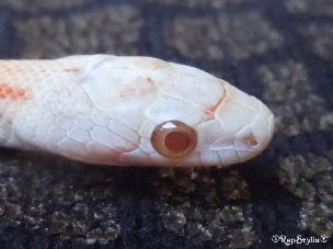 EYE