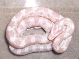 HATCHLING