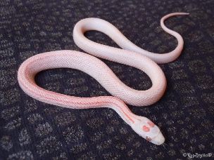 HATCHLING