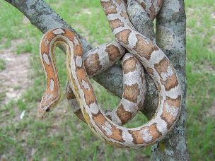 ADULT