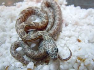 HATCHLING