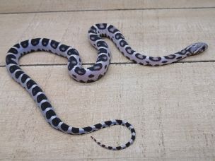 HATCHLING