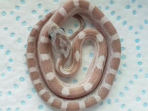 HATCHLING
