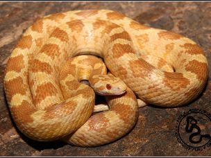 ADULT