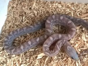 HATCHLING