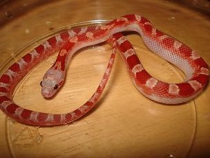 HATCHLING