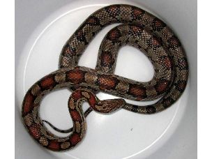 ADULT