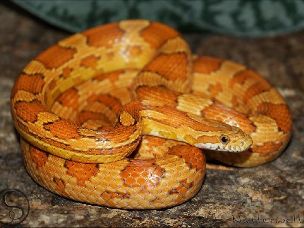 ADULT