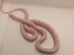 HATCHLING