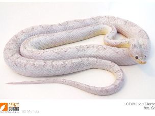 ADULT