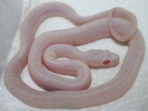 HATCHLING