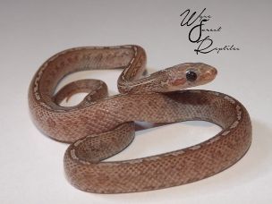 HATCHLING