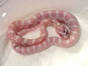 HATCHLING