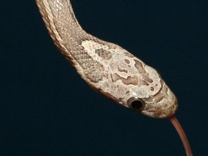 EYE