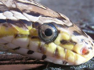 EYE