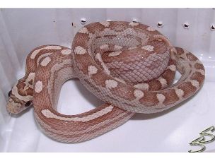 HATCHLING