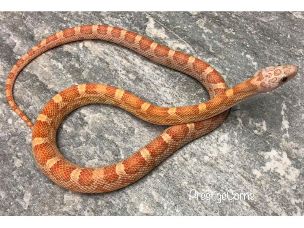 ADULT