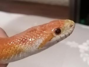 EYE