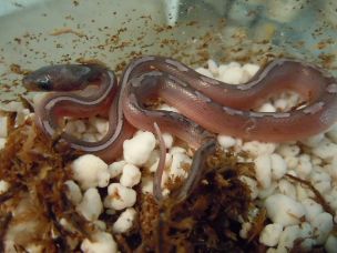 HATCHLING
