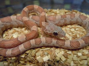 HATCHLING