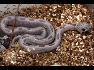 HATCHLING