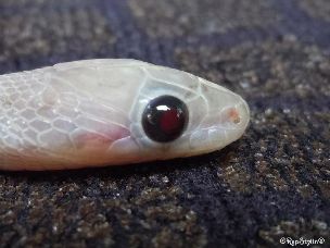 EYE