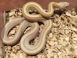 HATCHLING