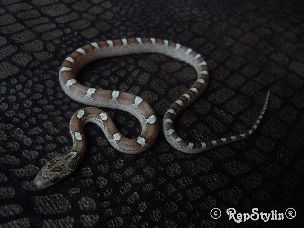 HATCHLING