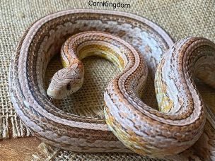 ADULT