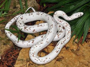 ADULT