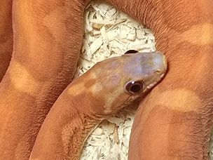 EYE