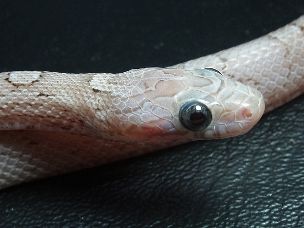 EYE