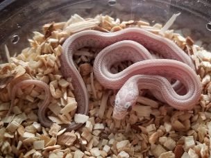 HATCHLING
