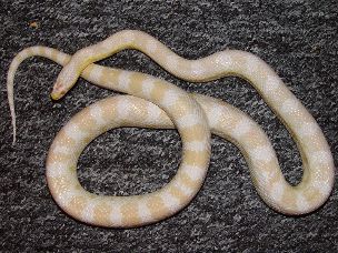 ADULT