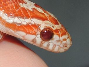 EYE