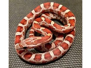 HATCHLING
