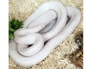 ADULT