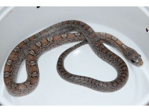 HATCHLING