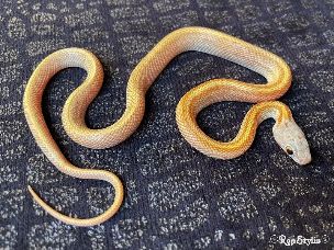 HATCHLING