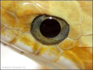 EYE