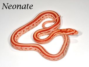 HATCHLING
