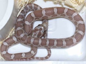 HATCHLING