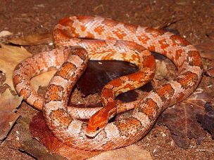 ADULT
