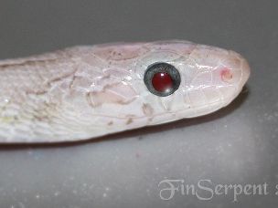 EYE