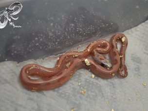 HATCHLING