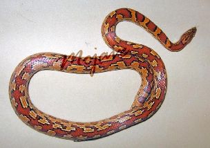 ADULT